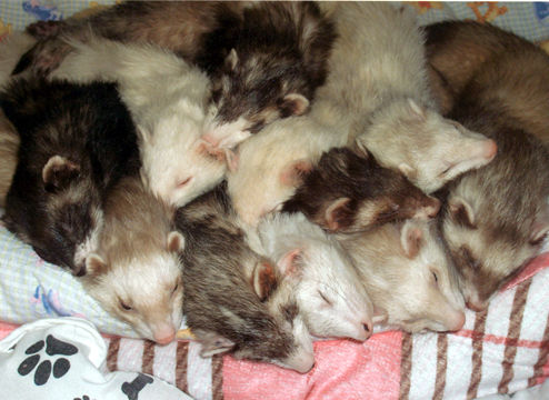 Bilder-Thread FerretBusiness