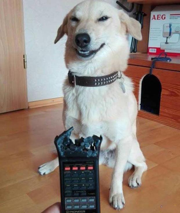 smiling-dog-ate-remote