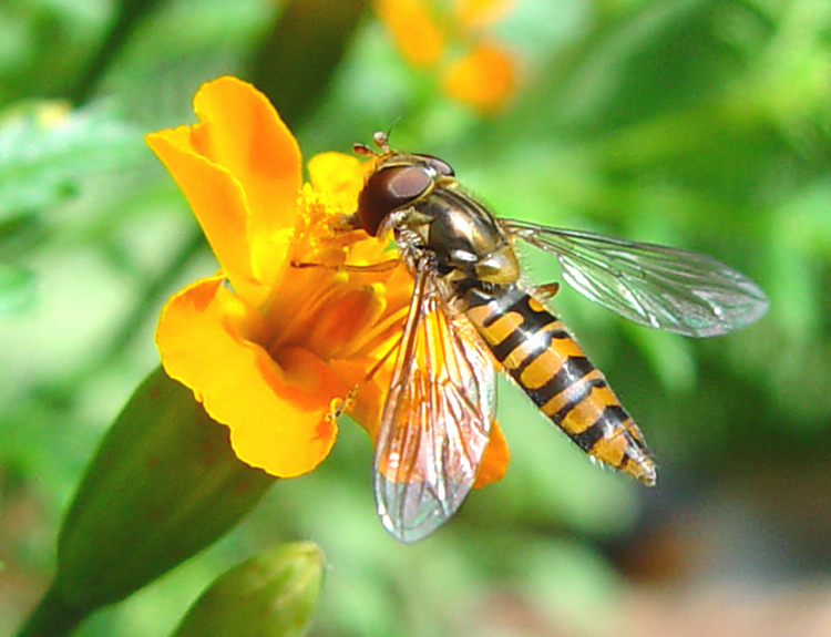 Bilder-Thread tgCTE2o Schwebfliege