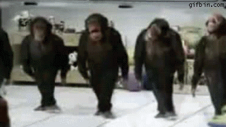 FJNYLt 1238512403 dancing chimps