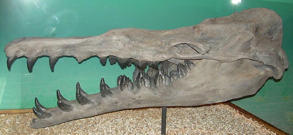1024px-Basilosaurus cetoides skeleton.
