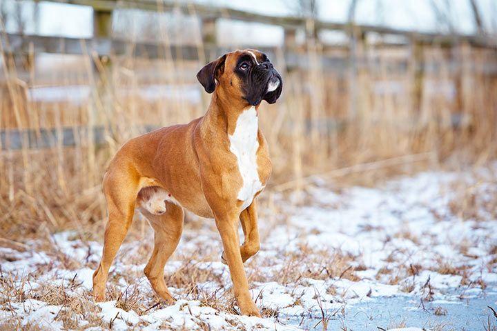 boxer hund schnee l