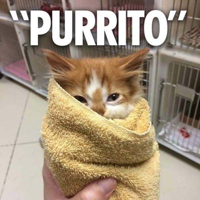 176147-Purrito