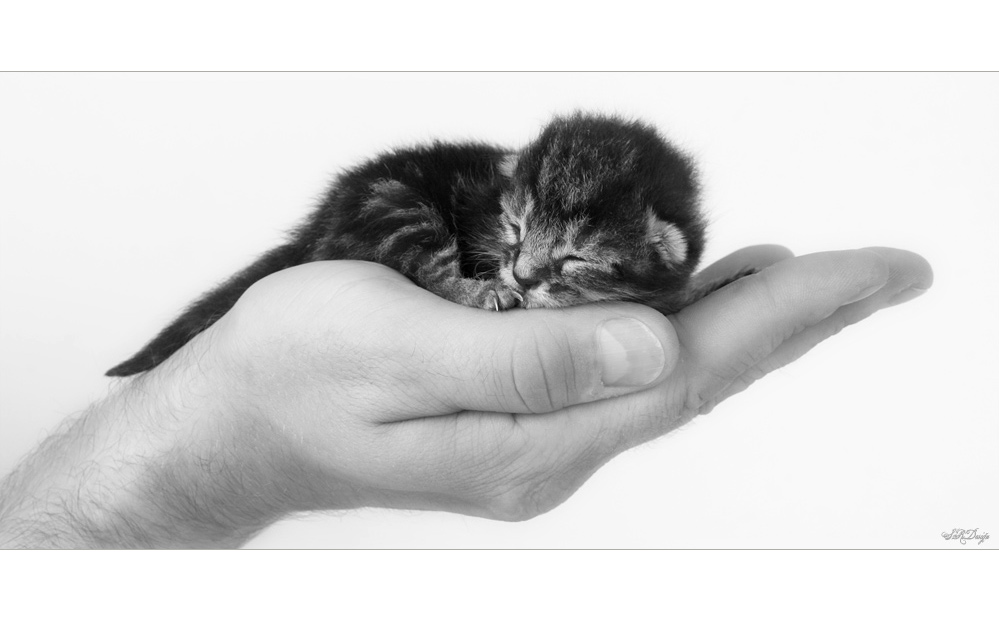 Tiere-Studio-Kind-Katze-Tier-baby-Hand