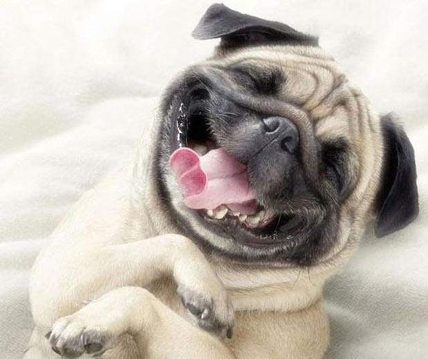 dog-smiling-pug-funny-happy-animals