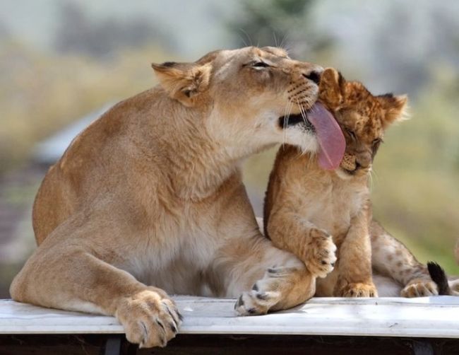 Bilder-Thread tgxVNjM amazing-animals-pictures-3
