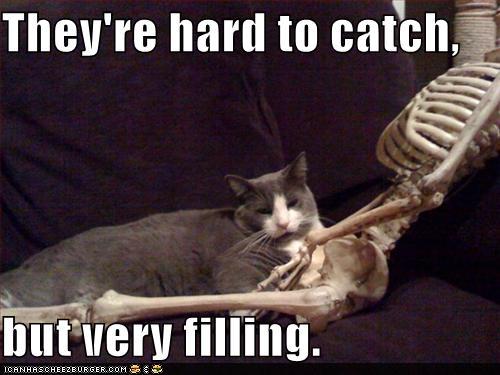 Bilder-Thread th2Bjja funny-pictures-theyre-hard-to-catch-but-
