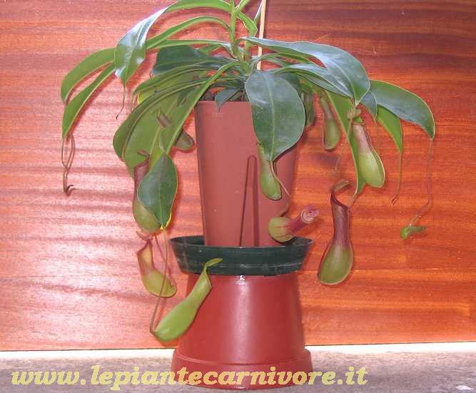 Nepenthes x Ventrata 1