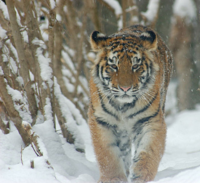 sibirischer tiger reference