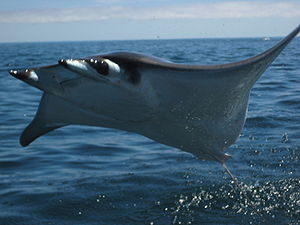 300px-Mobula breaching