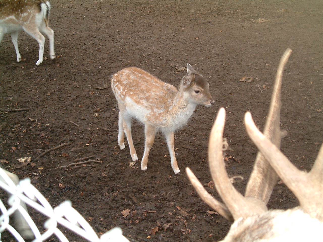 Bilder-Thread thb6epG 5JvZfc Tierpark 053.JPG