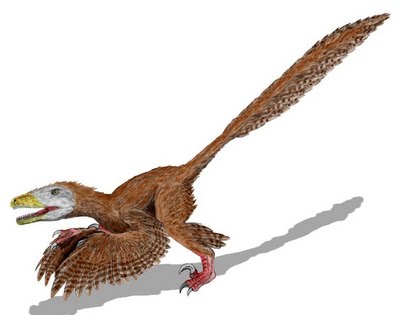 Anchiornishuxleyi2