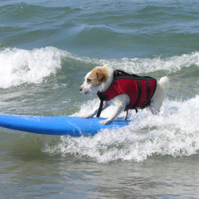 dog-surfing-terrier-l