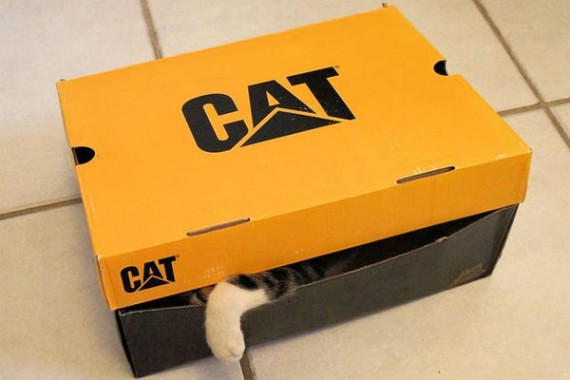 570---.cat katze schuhkarton pfote catpi