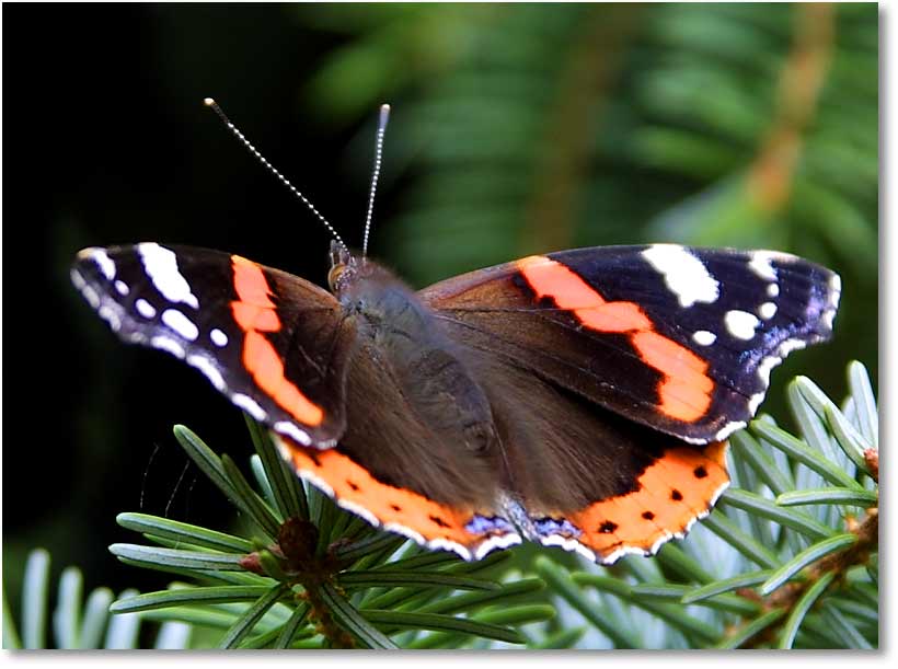 schmetterling-butterfly-20419.