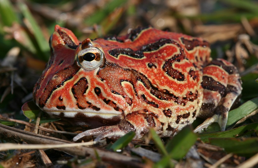 Bilder-Thread tiDnqT9 20110118135506 amazonian horned frog
