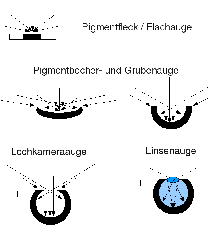 evo-auge