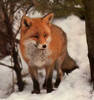 Fuchs