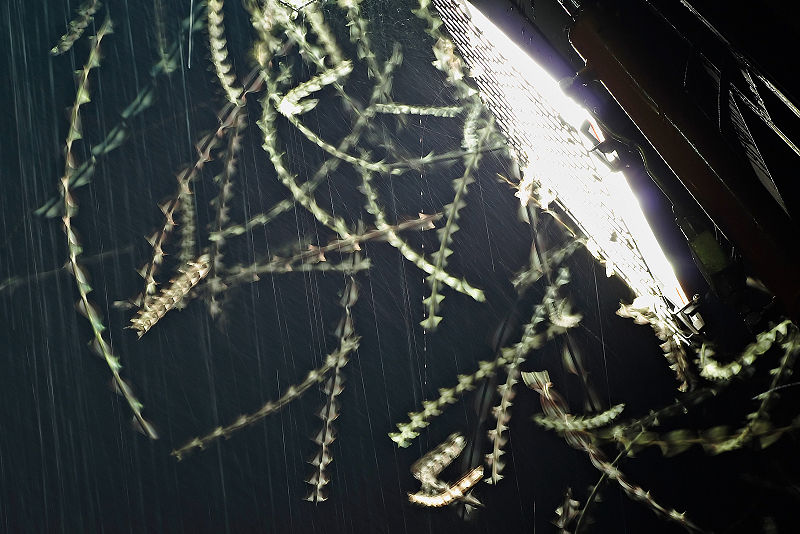 800px-Moths attracted by floodlight