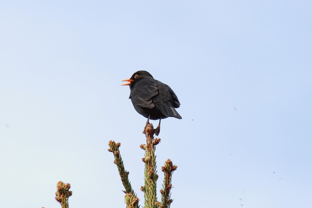 amsel02042012awinzig9hkh4