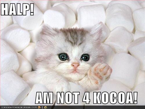 Bilder-Thread tinOIOu funny-pictures-cat-is-not-a-marshmallow
