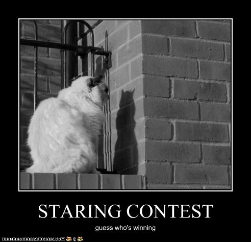 funny-pictures-cat-has-contest-with-his-