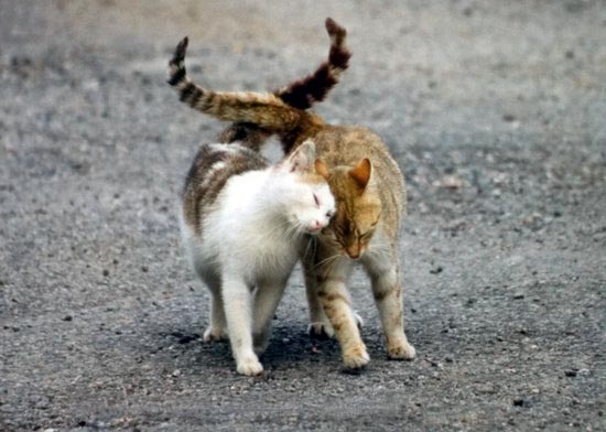 AnlL6b verliebte-katzen