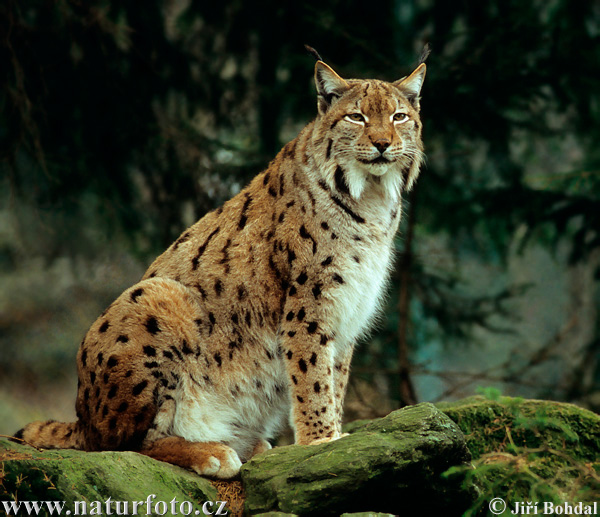 luchs-3162