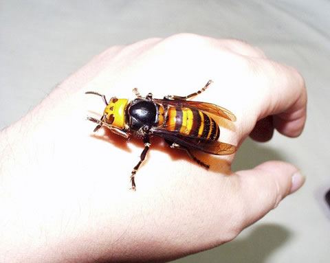 asian-giant-hornet1rjei