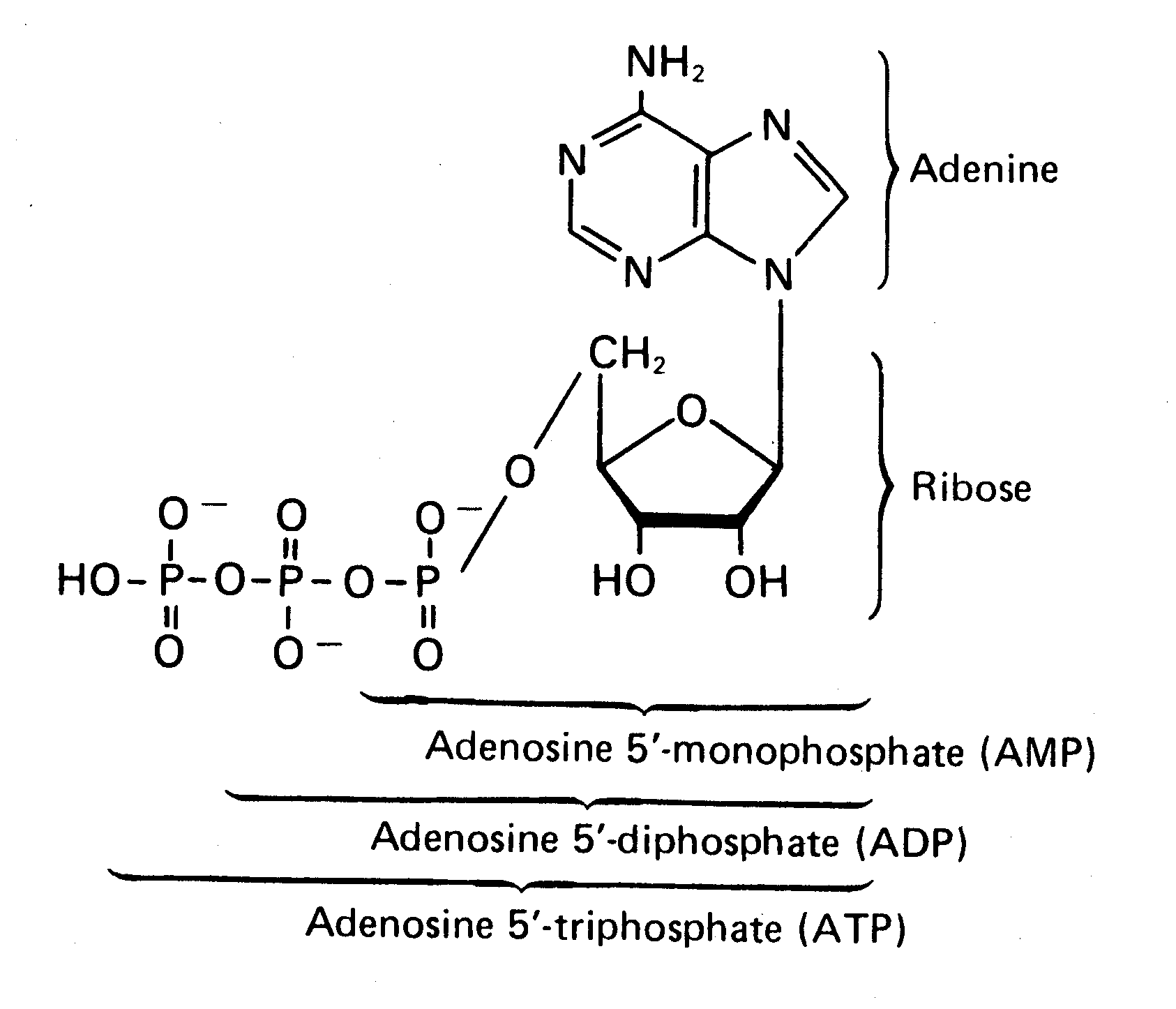Аденин рибоза три. Аденозин структурная формула. Аденин и аденозин. Аденозин и дезоксиаденозин. Аденин аденозин аденозинмонофосфат.