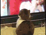 Bilder-Thread tjIyNOw dramatic cat