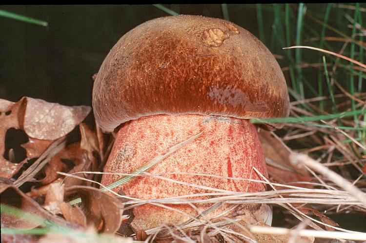 Bilder-Thread tjQ6K5g boletus erythropus gm