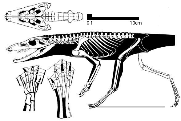 Hesperosuchus588
