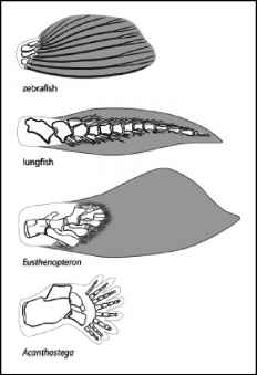 1140 9 10-acanthostega-lungfish-zebrafis