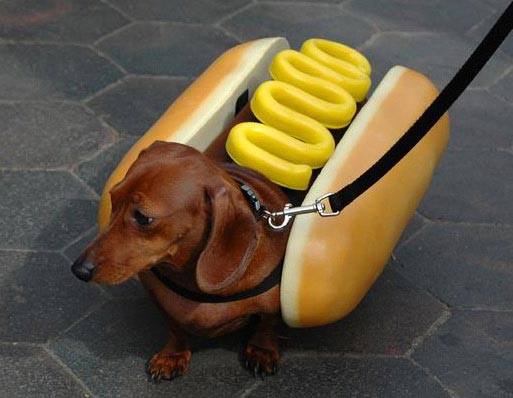 Wiener-Dog