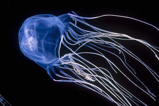 box-jellyfish