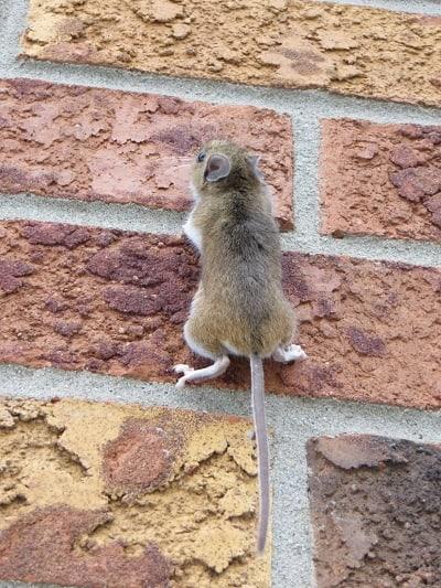 mouse-on-the-wall