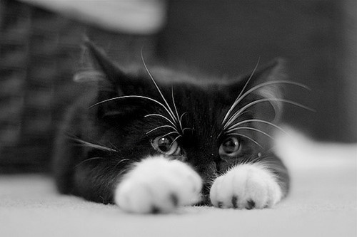 Bilder-Thread tjvEzTk animalanimalsbitty2catcute-a966d93a53edd