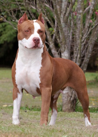 american-pit-bull