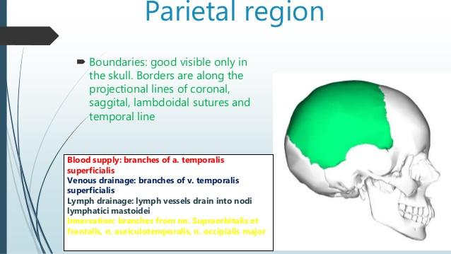 topographic-anatomy-of-the-brain-and-bra