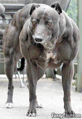 iEEFXb bodybuilderdog