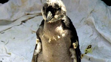 pinguin-neu 2955585