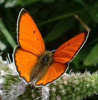 Lycaena dispar02