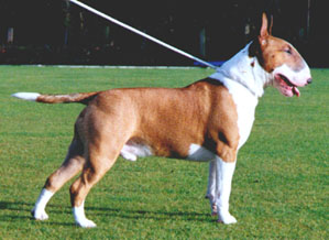 Bull terrier 2