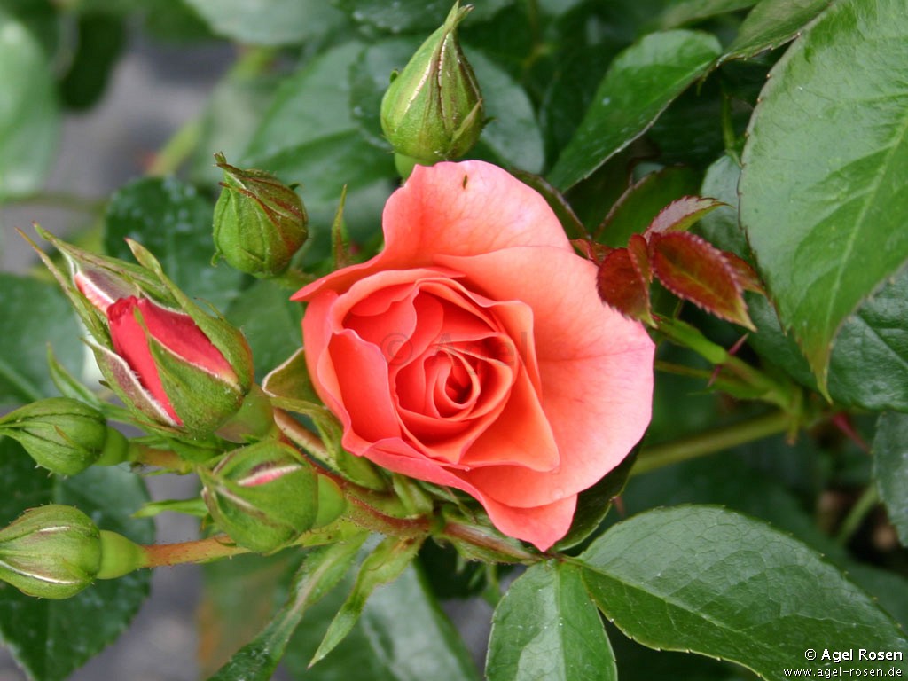 Bilder-Thread tkGtZbF unbekannt-True-Love-83669