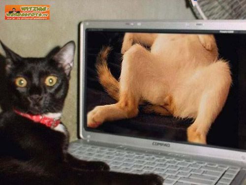 wenn Katzen Cybersex machen