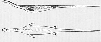 Megophias Oudemans