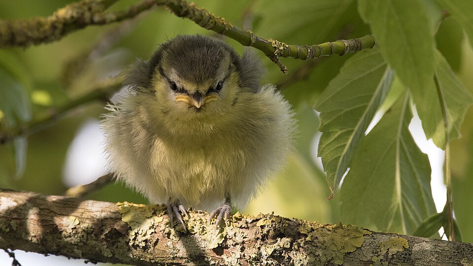 960px-Young bluetit