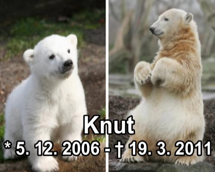 Knut