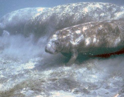 Manatee